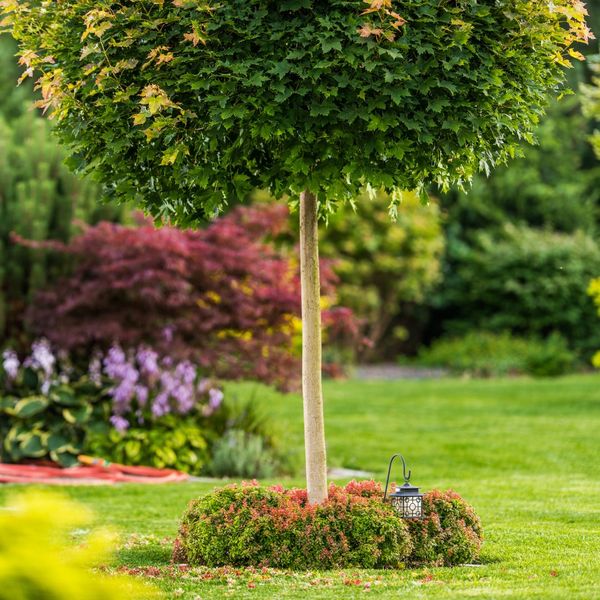 tips-for-keeping-your-trees-in-tip-top-shape-best-lawn-care